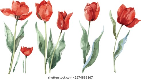 Red tulips watercolor hand painting on transparent background seamless pattern for fabrics, paper. Spring flowers. Card for Mothers day, 8 March, wedding