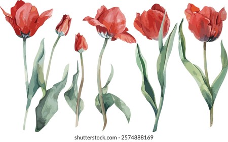 Red tulips watercolor hand painting on transparent background seamless pattern for fabrics, paper. Spring flowers. Card for Mothers day, 8 March, wedding