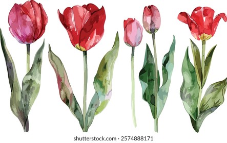 Red tulips watercolor hand painting on transparent background seamless pattern for fabrics, paper. Spring flowers. Card for Mothers day, 8 March, wedding