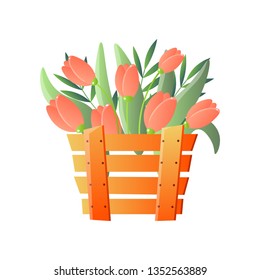 Red tulips in wooden box isolated on white background