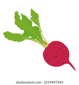 Red turnip vegetables icon vector illustration