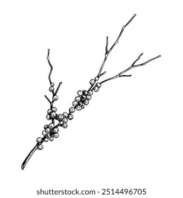 Red twig dogwood sketch. Evergreen tree branch with berries drawing. Winter plant hand-drawn vector illustration. Christmas design element. NOT AI generated