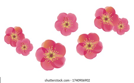 Red ume flower, Vector Illustration