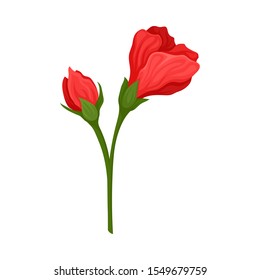 Red Unbudded Hibiscus Flower. Tropical Flower Stem Vector Illustration