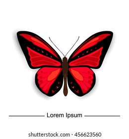 Red vector butterfly , isolated on white