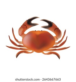 Red vector crab isolated on white background.