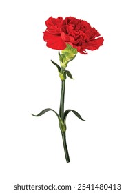 red vector drawing design carnation flower