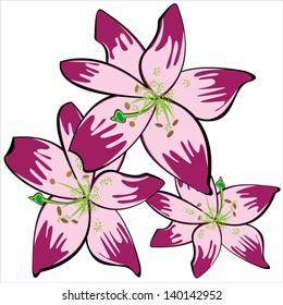 red vector lily isolated on white background