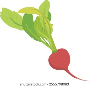 red vector raddish. Vegetable Illustration