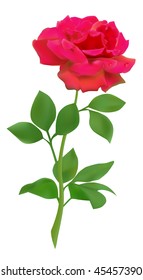 Red vector realistic rose isolated on white background