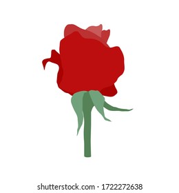 Red vector rose. Flowering plant. Bright classic flower. Hand-drawn illustration for design, decoration and greeting cards