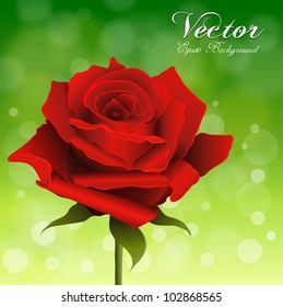 Red vector rose on green shiny background