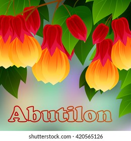 Red Vein Chinese Lantern Abutilon pictum with flowers. Misiones Rainforest, Argentina, South America. Vector illustration