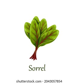 Red veined sorrel leaves. Rumex vector illustration.