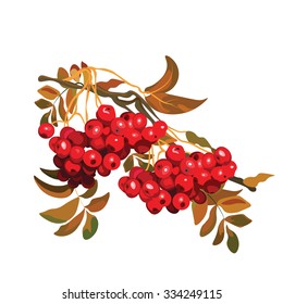 Red Viburnum berries branch. Vector  