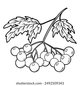 Viburnum rojo con hojas, Ilustración vectorial de contorno aislado en blanco, eps10