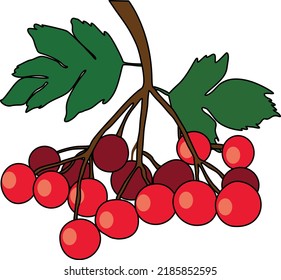 Red viburnum simple color vector illustration. Ukrainian berry. Viburnum fruits or berries icon, food from farm garden and wild forest, vector. Viburnum fruits bunch ripe harvest for jam or juice pack