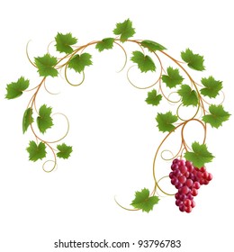 Red vine on a white background