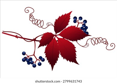 Red Virginia creeper leaf with blue berries and tendrils on white.