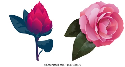 Red Vriesea. Pink Balsam. Vector illustration. Isolated illustration element. Floral botanical flower. Wild leaf wildflower isolated. Exotic tropical hawaiian jungle.