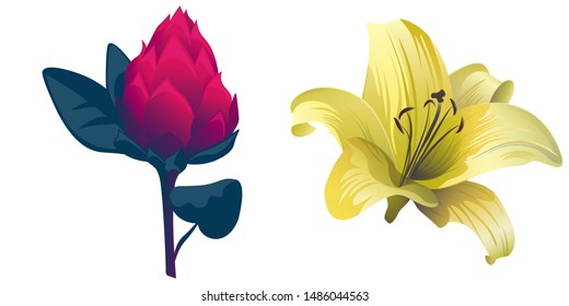 Red Vriesea. Yellow Lilium. Vector illustration. Isolated illustration element. Floral botanical flower. Wild leaf wildflower isolated. Exotic tropical hawaiian jungle.