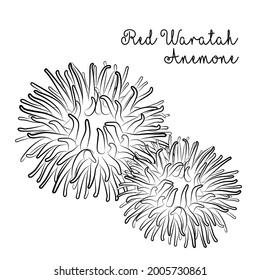 Red Waratah Anemone. Black And White. Vector.