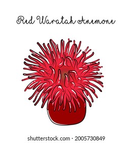 Red Waratah Anemone. White Background. Vector.