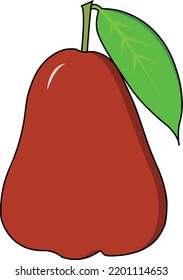 Red Water Apple Fruit Jambu Air Merah Vector