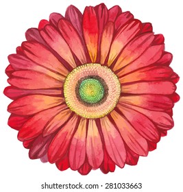 Red watercolor gerbera.