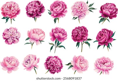 Red watercolor peony flower set. Watercolor peony flower vector illustration isolated on white background