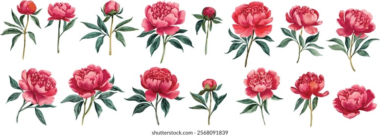 Red watercolor peony flower set. Watercolor peony flower vector illustration isolated on white background