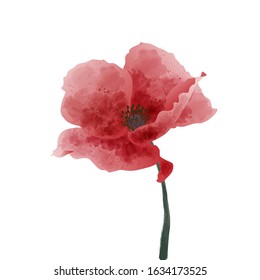 Red watercolor poppy flower isolated on a white background