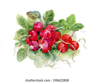 Red watercolor raddish on white background vector 