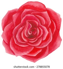 Red watercolor rose.