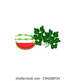 Red watermelon on a white background