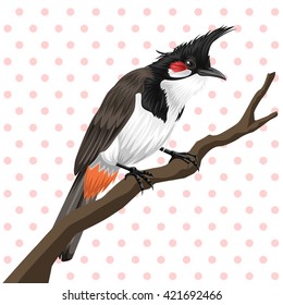 Red whiskered bulbul