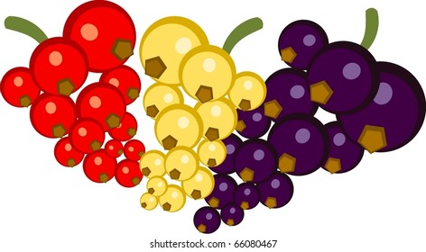 red, white and black currants