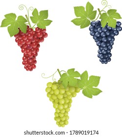 Vectores de uvas rojas, blancas y negras