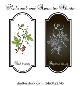 Red or white bryony (Bryonia dioica), or English mandrake or ladies seal, medicinal plant. Hand drawn botanical vector illustration