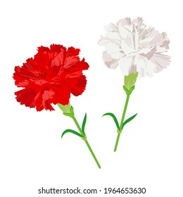 red and white carnations , mother's day symbol