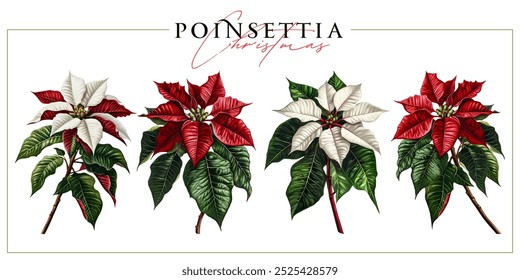 Red and white Christmas poinsettia flowers isolated on a white background. Vintage painting style illustration.