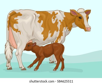 red and white cow with suckling calf