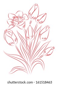Red and white drawing of tulip. Vector illustration