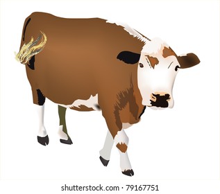 red and white face cow vector eps10, isolated on white background