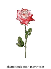 Red with white flower rose, branch with green leaves. Isolated on white background. Realistic style. Hand drawn. Vector stock illustration.