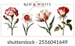 Red and white garden flowers isolated on a white background. Vintage painting style illustration.