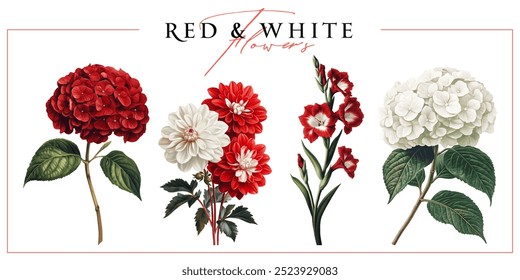 Red and white garden flowers isolated on a white background. Vintage painting style illustration.