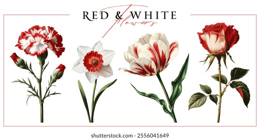 Red and white garden flowers isolated on a white background. Vintage painting style illustration.