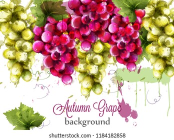 Red and white grapes Autumnal watercolor card Vector. Painted splash style templates