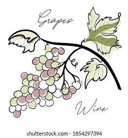 Red and white grapes. A bunch of grapes. Stylization. Vector illustration. Hand drawing. Juice, wine from grapes.